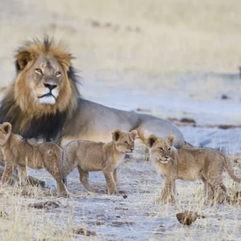 lion safaris, hwange national park, zimbabwe holidays