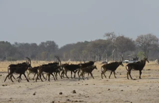 sable antelope, hwange national park, zimbabwe holidays