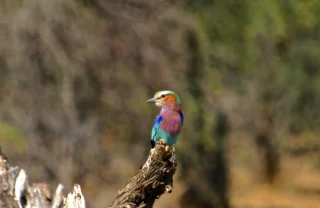 lilac breasted bird, hwange national park, zimbabwe safaris