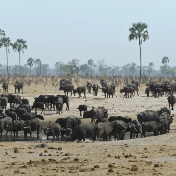 buffalo in hwange national park, zimbabwe safaris