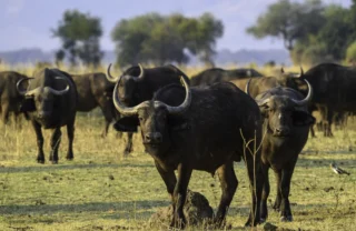 buffalo, mana pools, zimbabwe safari holidays