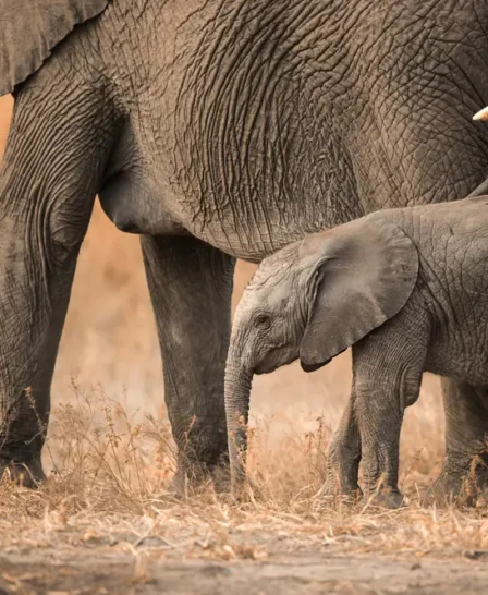 elephant safaris, gonarezhou national park, zimbabwe