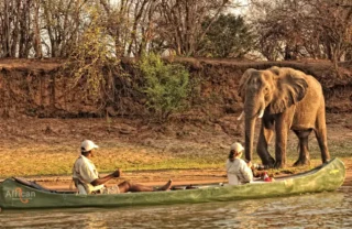 elephant, canoeing in mana pools, zimbabwe safaris