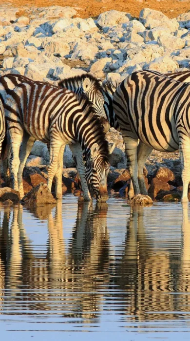 zebra, etosha national park, namibia safari holidays