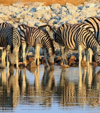 zebra, etosha national park, namibia safari holidays
