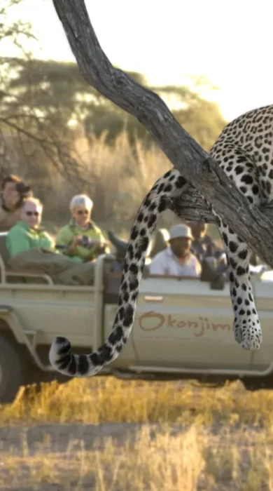 leopard game drive, central namibia safari holidays