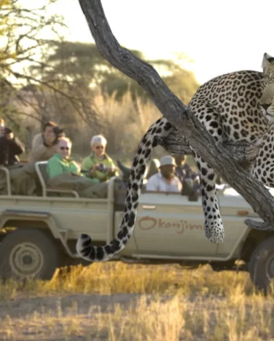 leopard game drive, central namibia safari holidays