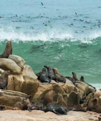 seal colony, the skeleton coast, namibia safaris