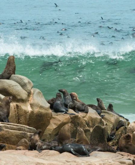 seal colony, the skeleton coast, namibia safaris