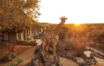 Giraffe