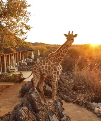 Giraffe