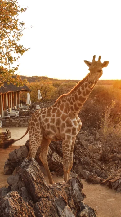Giraffe