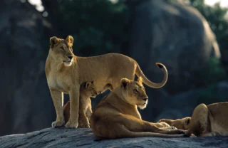 Serengeti lionesses on kopje AS