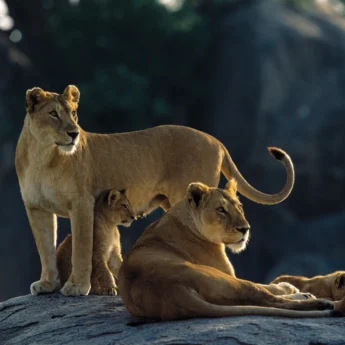 Serengeti lionesses on kopje AS