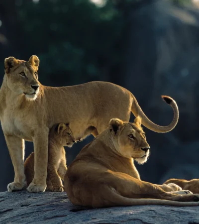 Serengeti lionesses on kopje AS