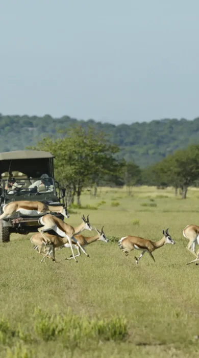 game drive, little ongava, etosha national park, namibia