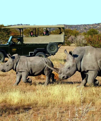 Rhinos, Ongava Tented Camp, Etosha National Park, Namibia