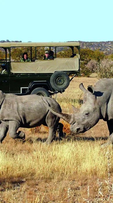 Rhinos, Ongava Tented Camp, Etosha National Park, Namibia