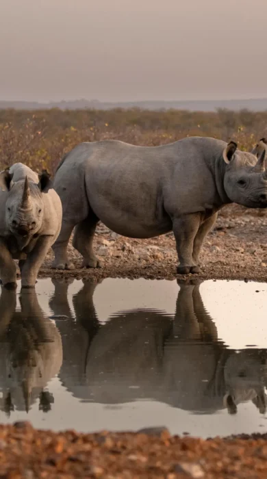 Rhinos, Ongava Lodge, Etosha National Park, Namibia