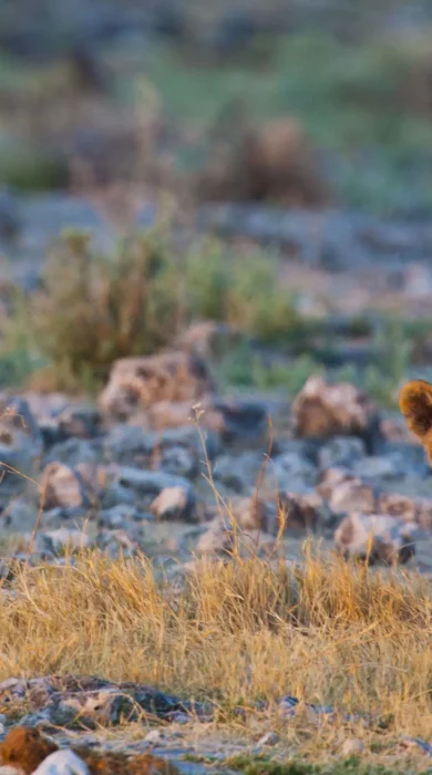 088 Etosha Wildlife