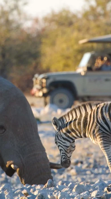 002 Etosha Wildlife