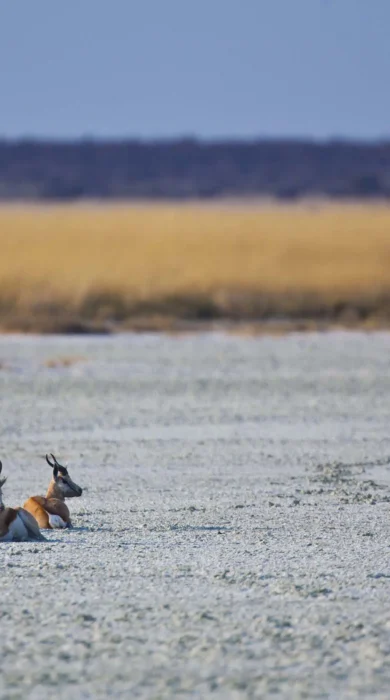 118 Etosha Wildlife
