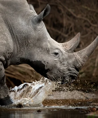 best places to rhino africa yellow zebra safaris