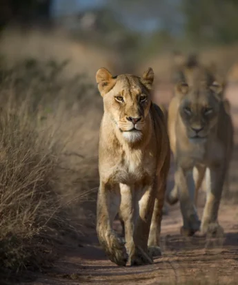 best places to see lion africa yellow zebra safaris