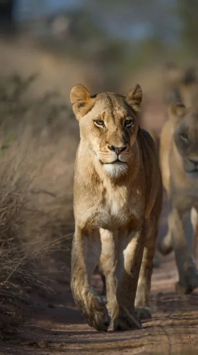 best places to see lion africa yellow zebra safaris