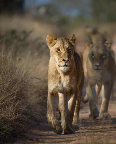 best places to see lion africa yellow zebra safaris