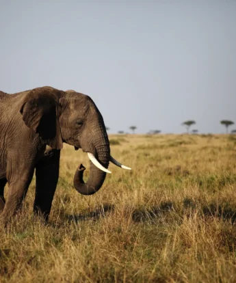 Top elephants africa katav tanzania