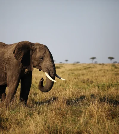 Top elephants africa katav tanzania