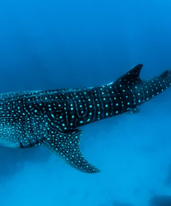 whale shark africa yellow zebra safaris