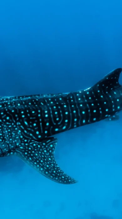 whale shark africa yellow zebra safaris