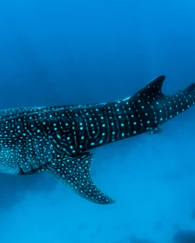 whale shark africa yellow zebra safaris