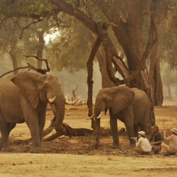 Elephants, Stretch Ferreira Safari Tented Camp, Mana Pools, Zimbabwe