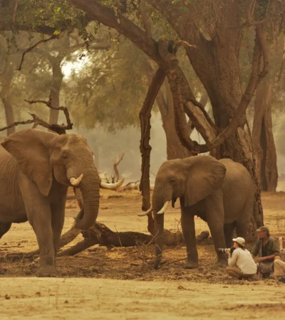 Elephants, Stretch Ferreira Safari Tented Camp, Mana Pools, Zimbabwe