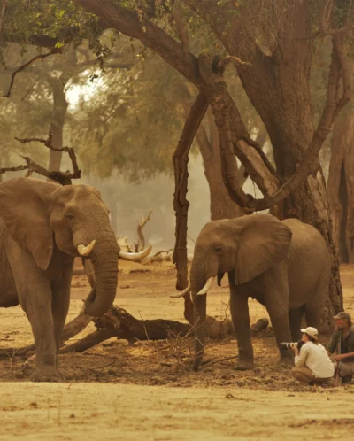 Elephants, Stretch Ferreira Safari Tented Camp, Mana Pools, Zimbabwe