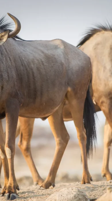 wildebeest etosha onguma the fort namibia yellow zebra safaris