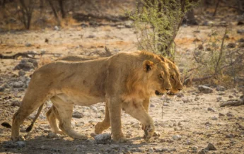 Two young male lions walk side by side, Etosha, Namibia - Yellow Zebra Safaris