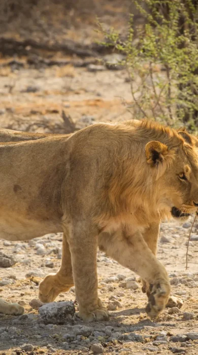 Two young male lions walk side by side, Etosha, Namibia - Yellow Zebra Safaris