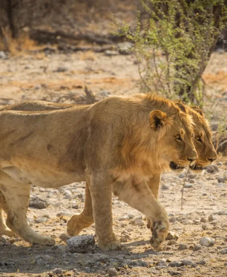 Two young male lions walk side by side, Etosha, Namibia - Yellow Zebra Safaris