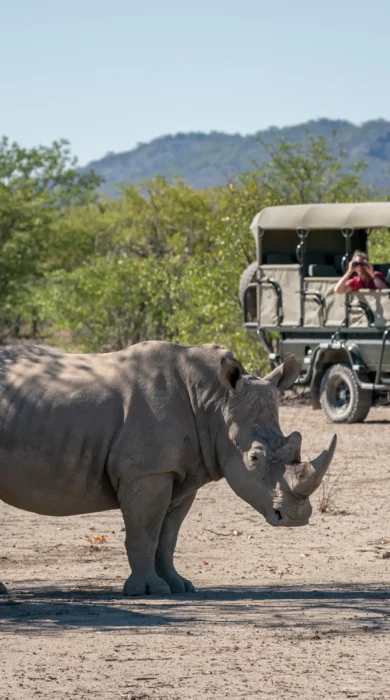 rhino wildlife anderssons namibia yellow zebra safaris