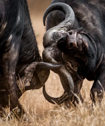 best places to see buffalo africa yellow zebra safaris