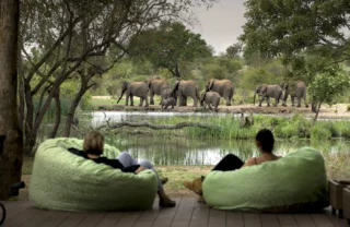 elephant watch, timbavati private game reserve, south africa