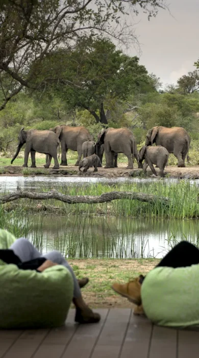 elephant watch, timbavati private game reserve, south africa