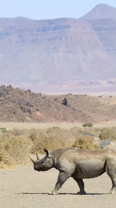 rhino doro nawas camp namibia yellow zebra safaris