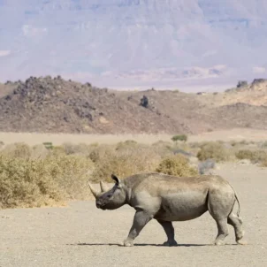 rhino doro nawas camp namibia yellow zebra safaris