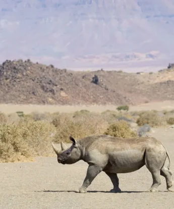 rhino doro nawas camp namibia yellow zebra safaris