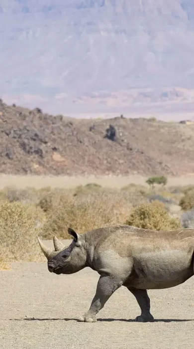 rhino doro nawas camp namibia yellow zebra safaris